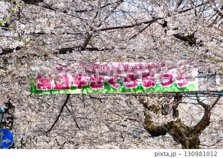 常盤平さくらまつり(千葉県松戸市) 常盤平さくらまつり(千葉県松戸市) 130981012