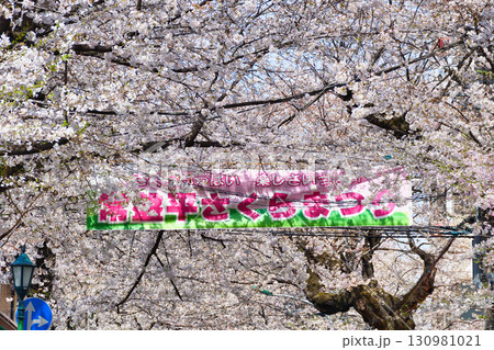 常盤平さくらまつり（千葉県松戸市） 130981021