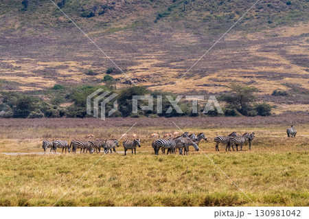 Zebra in the Ngorogoro Crater Zebra in the Ngorogoro Crater 130981042