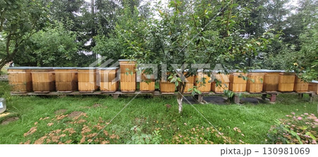 Beehives Enclosed in a Beautiful, Lush Garden Setting Flourish Amidst Natures Bounty 130981069