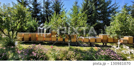 Beehives are nestled in a lush Flowering Orchard, set against clear Blue Skies above 130981070