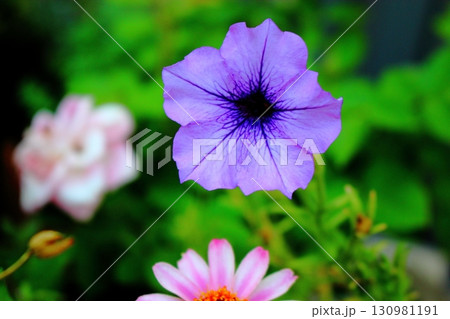 紫色のペチュニアの花 130981191