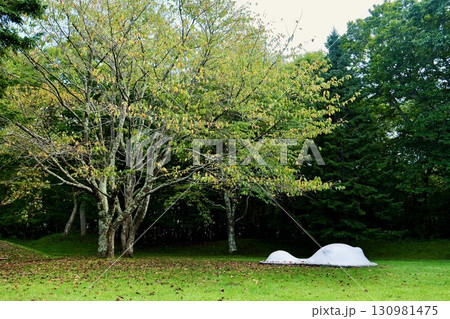 紅葉が始まる公園 芝生に広がる落ち葉「千歳青葉公園」 紅葉が始まる公園 芝生に広がる落ち葉「千歳青葉公園」 130981475