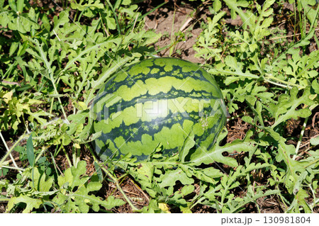 収穫間近の西瓜 130981804