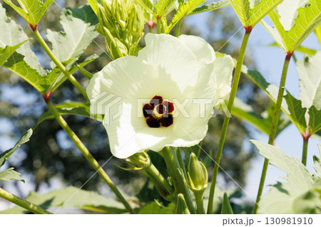 オクラの花 130981910