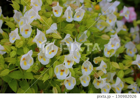 ゴマノハグサ科の白い花 トレニア ゴマノハグサ科の白い花 トレニア 130982026