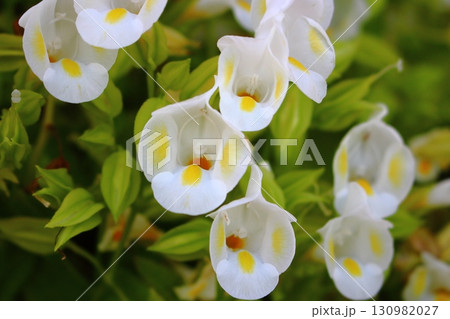 ゴマノハグサ科の白い花 トレニア 【クローズアップ】 ゴマノハグサ科の白い花 トレニア 【クローズアップ】 130982027