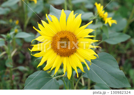 満開のひまわり 130982324