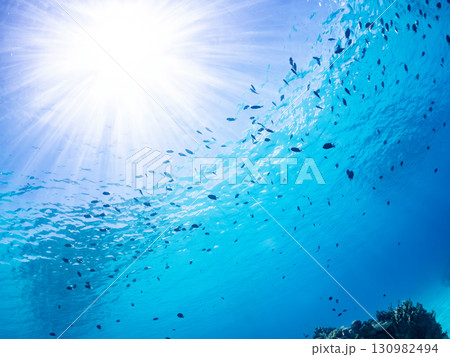 アマミスズメダイ他の群れ。美しいサンゴ礁と熱帯魚の群れ。 沖縄県島尻郡慶良間諸島座間味島嘉比島 130982494