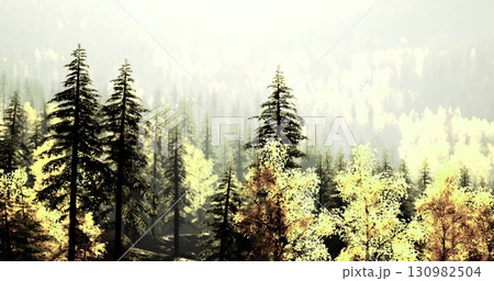 A vibrant forest filled with tall evergreen and deciduous trees shows colorful autumn foliage. Sunlight gently breaks through the branches, illuminating the serene atmosphere. 130982504
