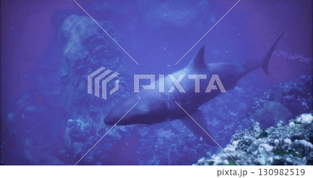 A large shark glides gracefully through crystal clear blue water, surrounded by vibrant coral reefs and underwater rock formations. Sunlight filters down, enhancing the serene atmosphere. A large shark glides gracefully through crystal clear blue water, surrounded by vibrant coral reefs and underwater rock formations. Sunlight filters down, enhancing the serene atmosphere. 130982519