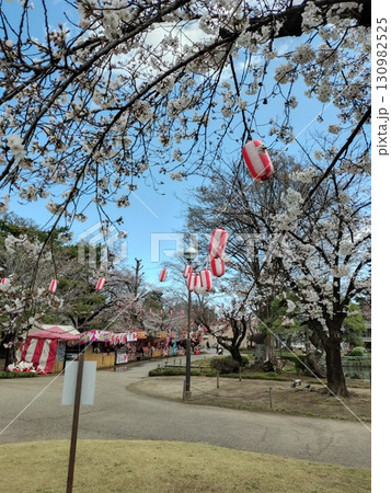 高崎公園の満開の桜と春の風景（群馬県高崎市） 130982525