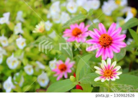 百日草（ジニアの花） 130982626
