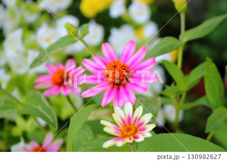 百日草(ジニアの花) 百日草(ジニアの花) 130982627