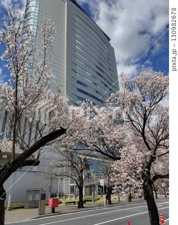 高崎市役所と満開の桜（群馬県高崎市） 130982678