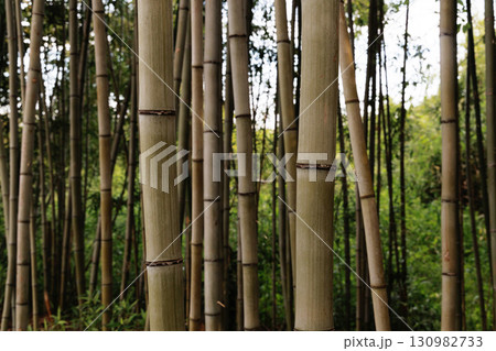竹林 竹林 130982733