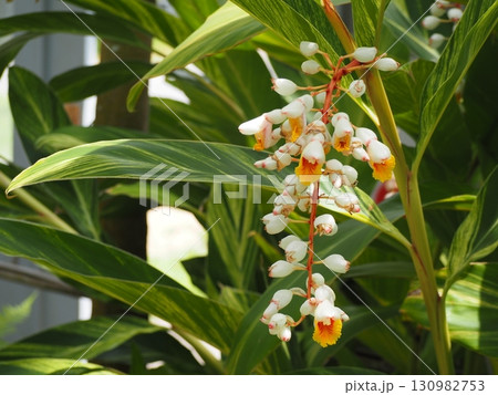 熱帯植物 キフゲットウの花 熱帯植物 キフゲットウの花 130982753