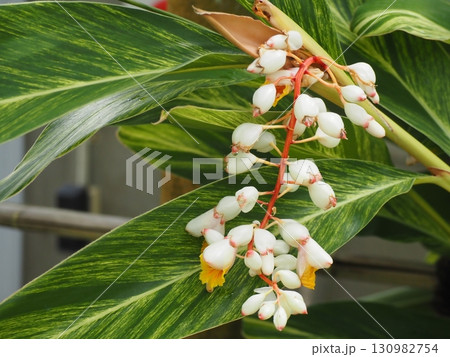 熱帯植物　キフゲットウの花 130982754