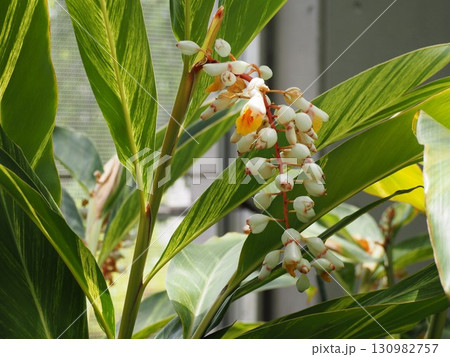 熱帯植物　キフゲットウの花 130982757