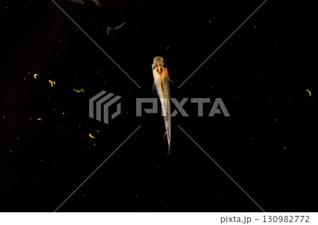 観賞用メダカ 130982772