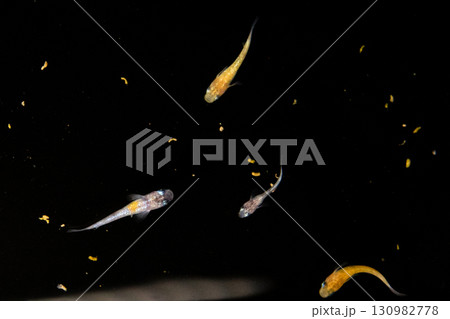 観賞用メダカ 観賞用メダカ 130982778