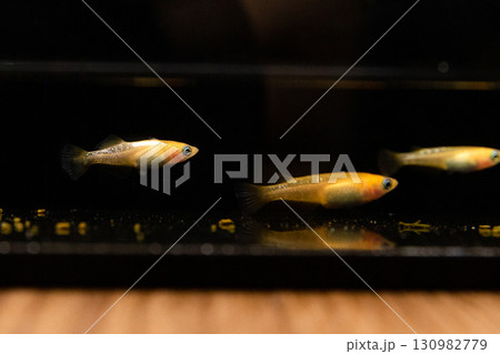 観賞用メダカ 130982779