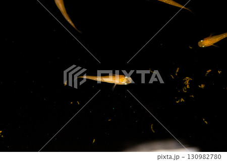 観賞用メダカ 130982780