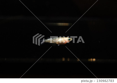 観賞用メダカ 130982783