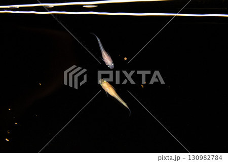 観賞用メダカ 観賞用メダカ 130982784