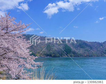 青空バックに見る奥琵琶湖の満開の桜並木の情景 青空バックに見る奥琵琶湖の満開の桜並木の情景 130982861