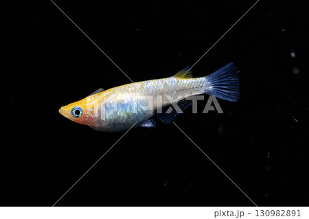 観賞用メダカ 130982891
