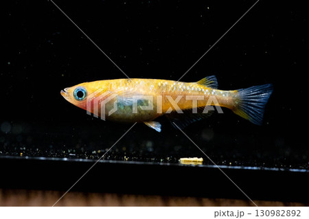観賞用メダカ 130982892