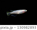 観賞用メダカ 130982893