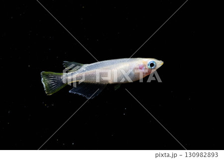 観賞用メダカ 130982893