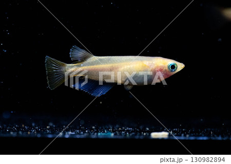 観賞用メダカ 130982894