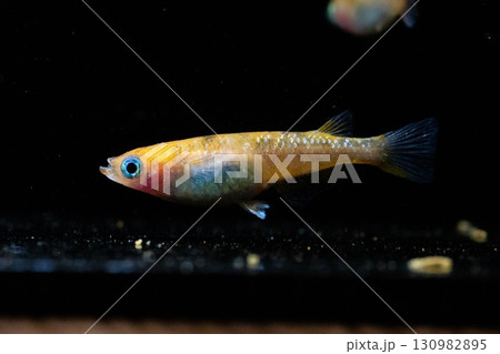 観賞用メダカ 130982895