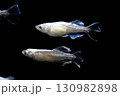 観賞用メダカ 130982898