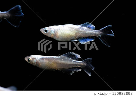 観賞用メダカ 観賞用メダカ 130982898