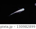 観賞用メダカ 130982899