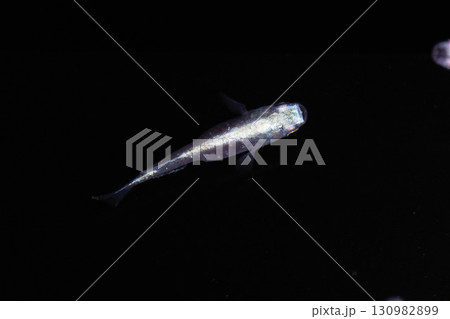 観賞用メダカ 130982899