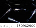 観賞用メダカ 130982900