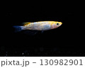 観賞用メダカ 130982901