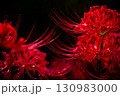 彼岸花（曼珠沙華） 130983000