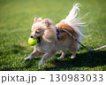 ドッグランで遊ぶポメラニアン 130983033