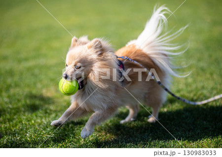 ドッグランで遊ぶポメラニアン 130983033