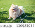 ドッグランで遊ぶポメラニアン 130983034