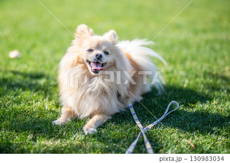 ドッグランで遊ぶポメラニアン 130983034