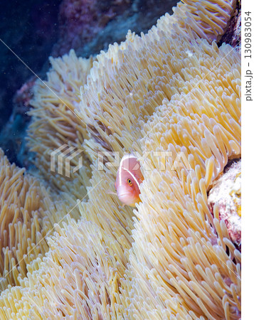 素晴らしいサンゴ礁の美しいイソギンチャクと可愛いハナビラクマノミ。美しいサンゴ礁と熱帯魚の群れ。  130983054