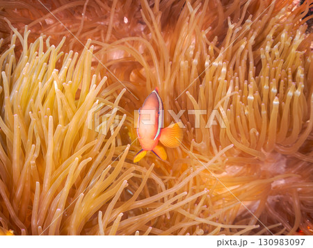 素晴らしいサンゴ礁の美しいイソギンチャクと可愛いハマクマノミ 美しいサンゴ礁と熱帯魚の群れ。 沖縄県 130983097
