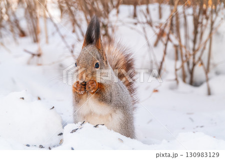 Portrait of a squirrel in winter on white snow background 130983129